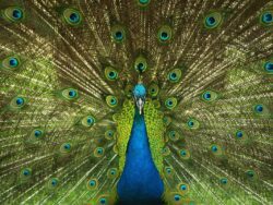 peacock-4746848_1280