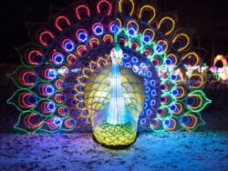 Chinese Festival of Light in Sokolniki Park in Moscow as a part of celebrating Chinese New Year. Peacock.