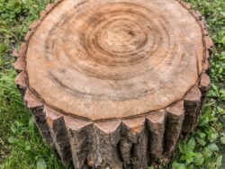 Round log tree stamp with annual rings wood texture background. Stamp is on the green grass in the forest. Photo of a square shape.
