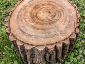 Round log tree stamp with annual rings wood texture background. Stamp is on the green grass in the forest. Photo of a square shape.