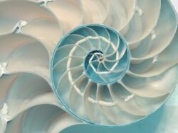 A cut nautilus shell, in perfect spiral. My 22nd flame, on May 31st, 2007.